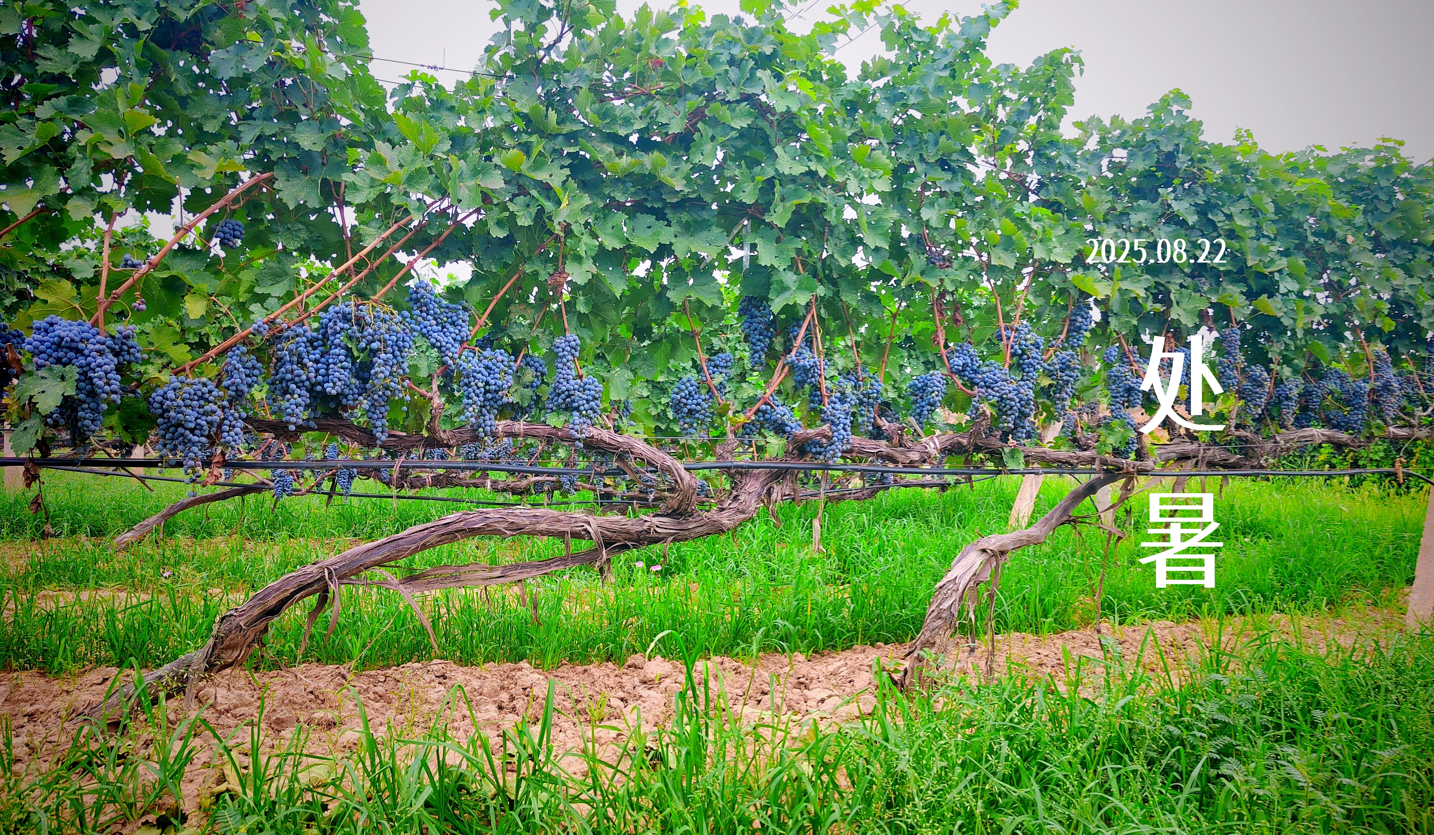 處暑||佳釀迎處暑，微醺共金秋