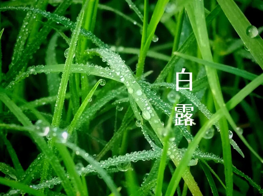 白露||霜凝秋意心自閑，歲月靜美福滿園